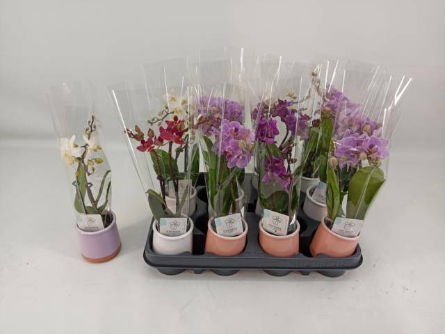 <h4>PHAL MINI</h4>