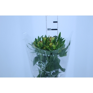 ALSTROEMERIA ALOHA 080 CM