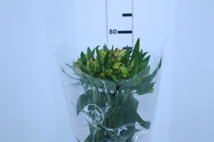 ALSTROEMERIA ALOHA 080 CM