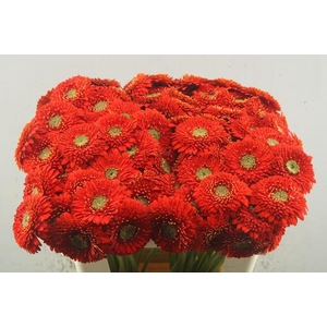 Ge Pomponi Amore (rood)