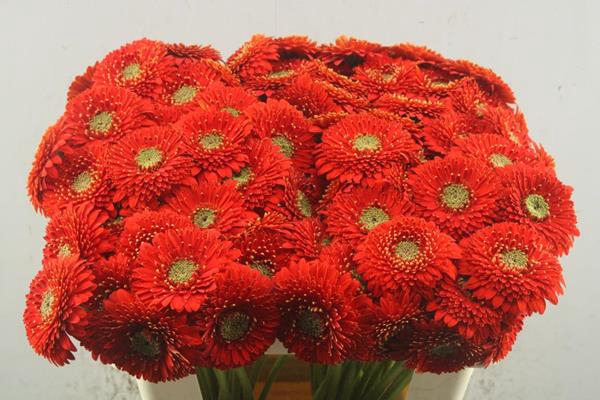 <h4>Ge Pomponi Amore (rood)</h4>