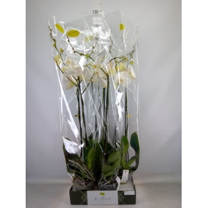 Phalaenopsis   ...white
