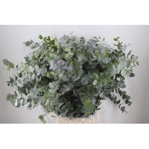 Euca Cinerea 300gr P Bunch