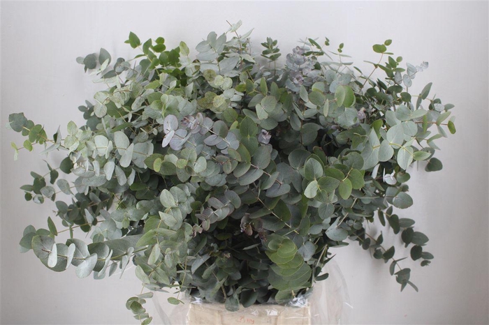 <h4>Euca Cinerea 300gr P Bunch</h4>
