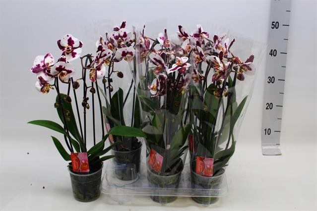 Phalaenopsis Elegans Cascade 12Ø 45cm 2st 16fl