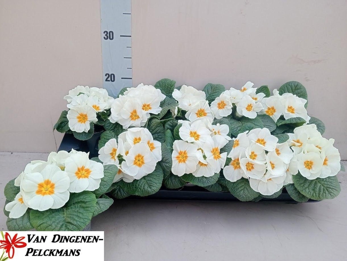 <h4>PRIM AC PARADISO WHI</h4>