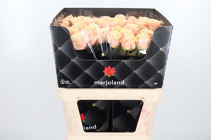 <h4>R Gr Bellini!</h4>