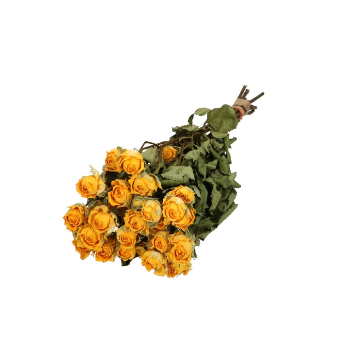 <h4>Dried flowers Rose spray 40cm x10</h4>