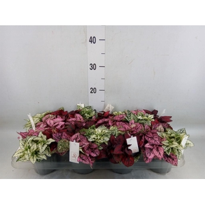 Hypoestes phyllo.   ...mix