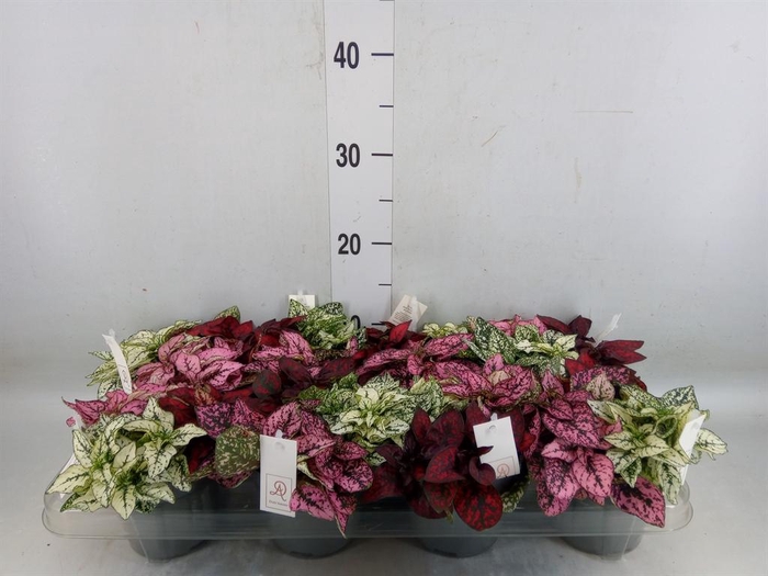 <h4>Hypoestes phyllo. ...mix</h4>