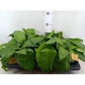 Calathea musaica 'Network'