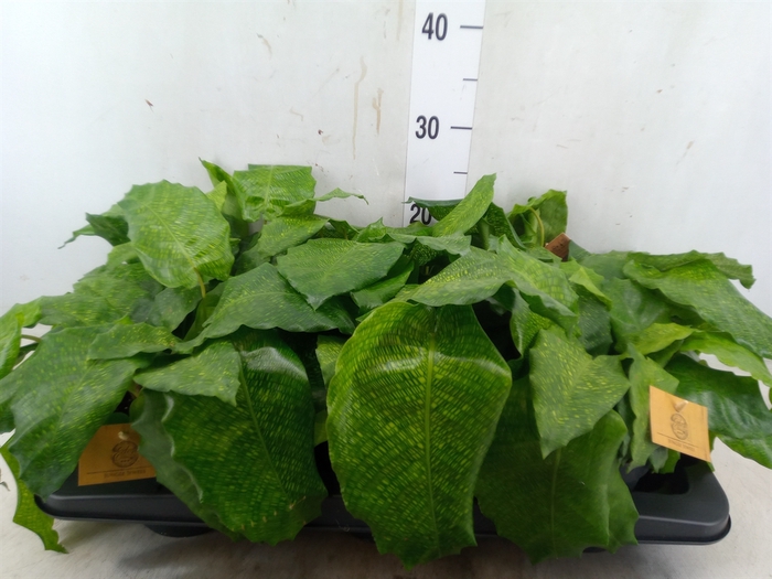 <h4>Calathea musaica 'Network'</h4>