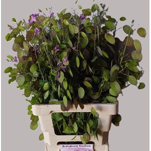 LUNARIA ANN PAARSE P