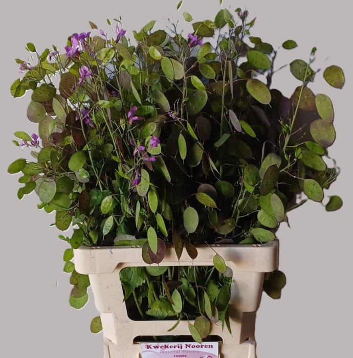<h4>LUNARIA ANN PAARSE P</h4>