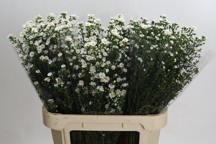 <h4>AST PAQUITA</h4>