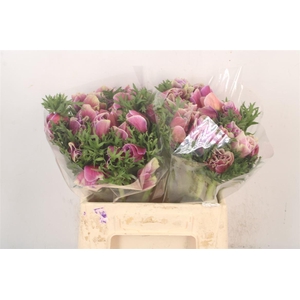 Anem Mistral Cenere X L X25