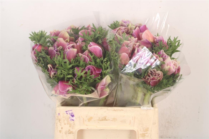 <h4>Anem Mistral Cenere X L X25</h4>