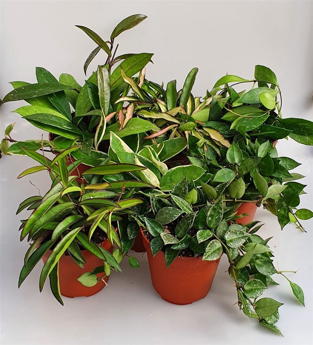 <h4>Hoya carnosa</h4>