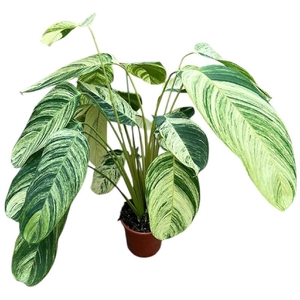 Overig planten Stromanthe Rolandicus