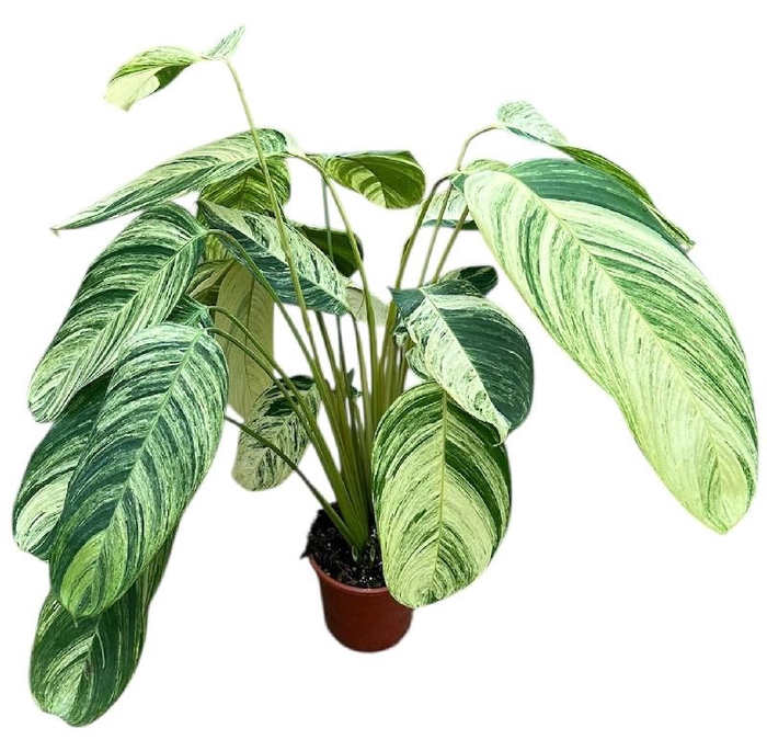 <h4>Overig planten Stromanthe Rolandicus</h4>