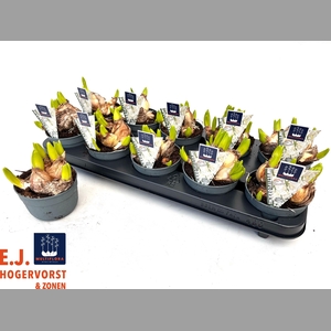 HYACIN MULT OV  WIt  Weiss