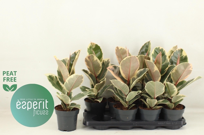 <h4>FIC EL TINEKE</h4>