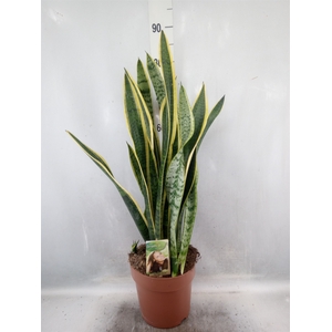 Sansevieria trifa. 'Laurentii'