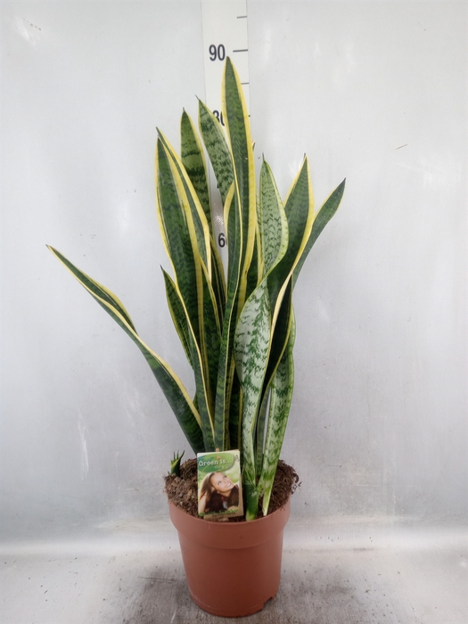 Sansevieria trifa. 'Laurentii'