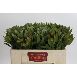 Leucadendron Goldstrike