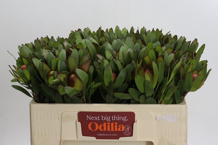 <h4>Leucadendron Goldstrike</h4>
