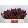 Leucadendron Fireglow Spray