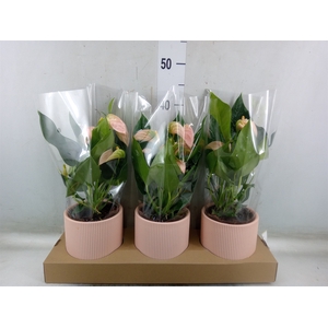 Anthurium andr. 'Joli Peach'