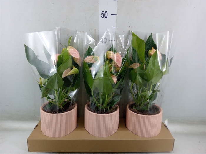 <h4>Anthurium andr. 'Joli Peach'</h4>