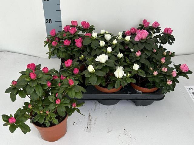 <h4>RHODO SI VOGEL GEM</h4>