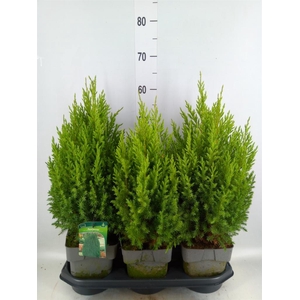 Juniperus chinensis 'Stricta'