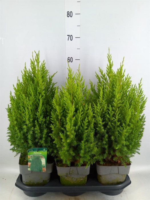 <h4>Juniperus chinensis 'Stricta'</h4>