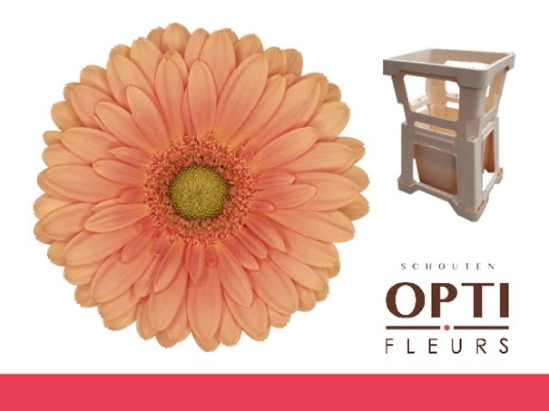 <h4>Germini Cava Water</h4>