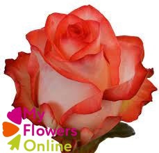 <h4>R Gr Blush Bicolor 50cm EC</h4>