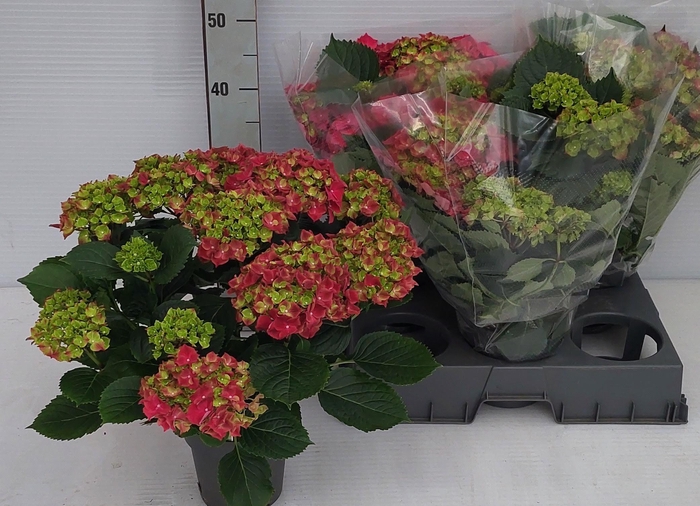 <h4>HYDR M HI FIRE</h4>