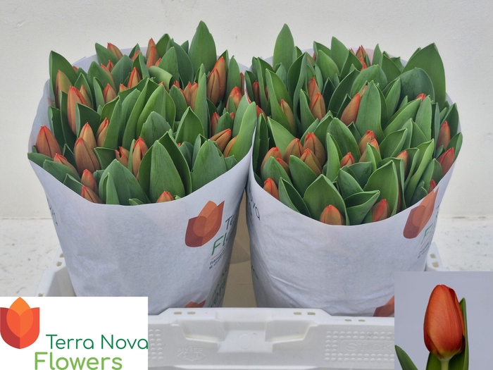 <h4>TU EN ORANGE SHERPA</h4>