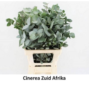 EUC CINEREA PER BOS