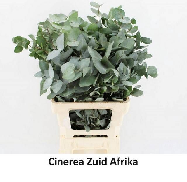 <h4>EUC CINEREA PER BOS</h4>