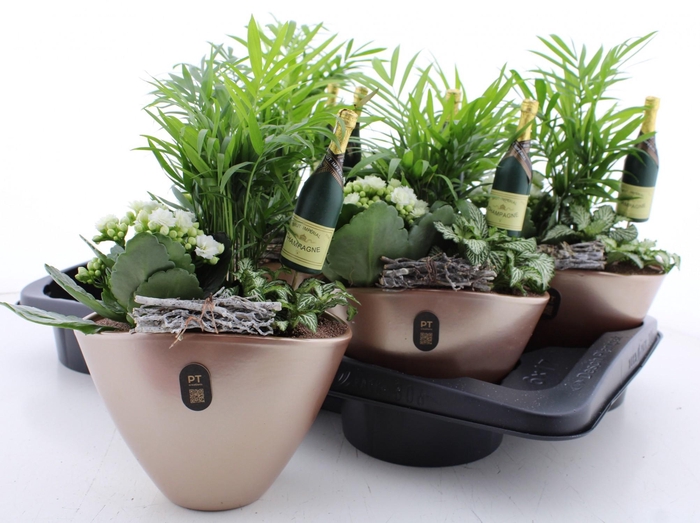 <h4>ARR KAMERPL</h4>