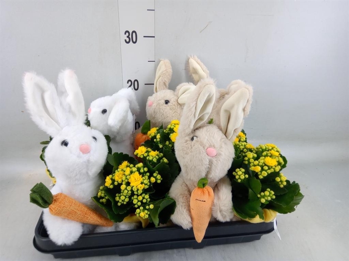 <h4>Arr.    Planten  L%</h4>