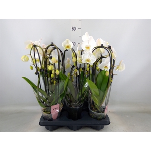Phalaenopsis  'Elegant Cascade'