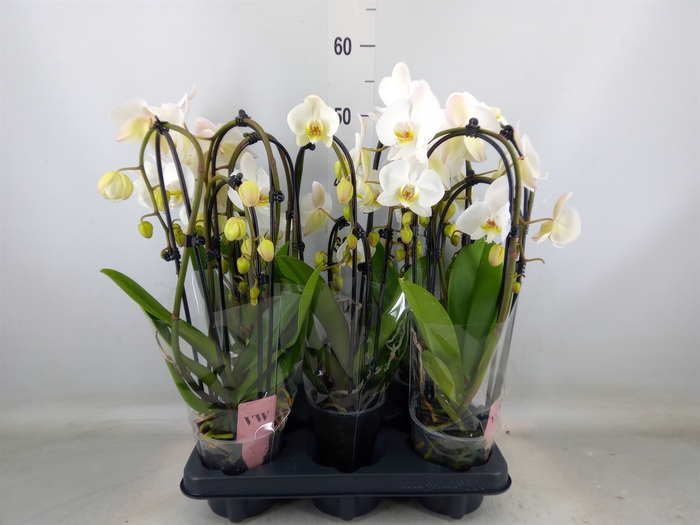 <h4>Phalaenopsis  'Elegant Cascade'</h4>