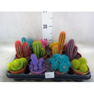 Cactus   ...