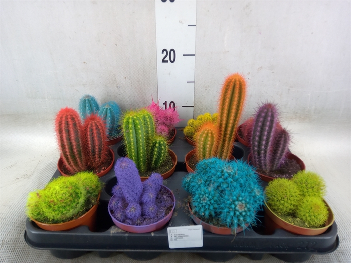 <h4>Cactus   ...</h4>