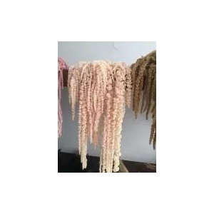 Preserved amaranthus paint salmon