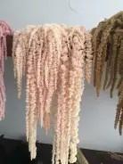 <h4>Preserved amaranthus paint salmon</h4>